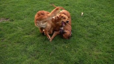 Köpek çim doğal park üzerinde oynuyor