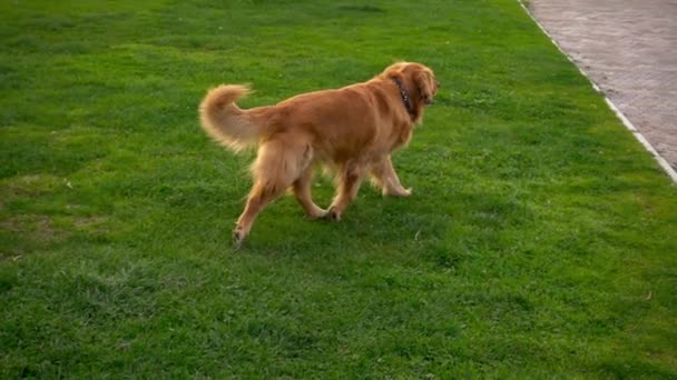 Собака играет на траве в природном парке — стоковое видео