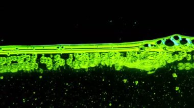 Su petrol kabarcıklar arka plan dokusu