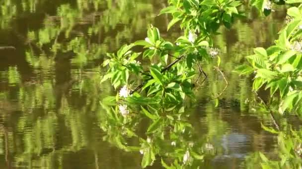 Green Lake och växt reflektion — Stockvideo