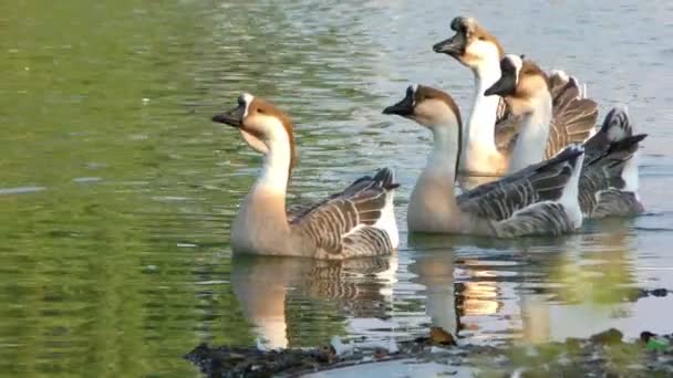 Goose Animal in Lake — Stock Video