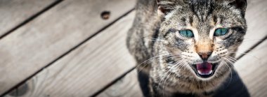 Ahşap arka plan üzerinde kedi
