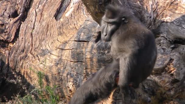 Mono en madera seca en la naturaleza — Vídeo de stock