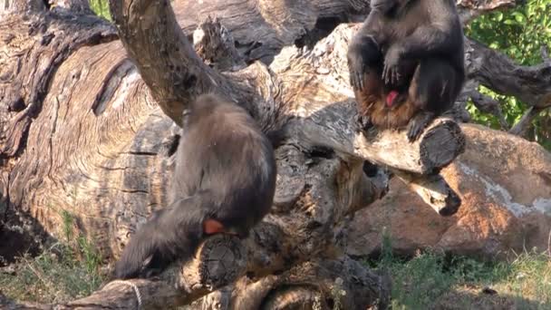 猴子在干木材性质 — 图库视频影像