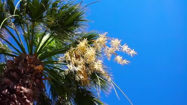 Palmeras y cielo azul — Vídeo de stock