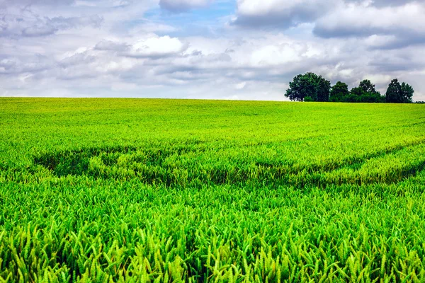 Yeşil tarla ve gökyüzü manzara — Stok fotoğraf