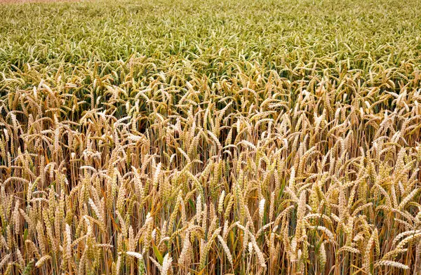 Wheat in the Field — Stock Photo, Image