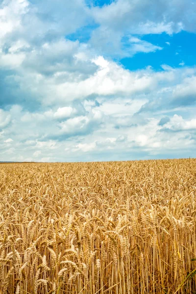 Wheats in the Field — Stock Photo, Image