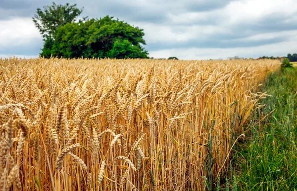 Wheats in the Field — Stock Photo, Image