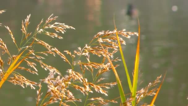 Cañas y agua del lago — Vídeo de stock