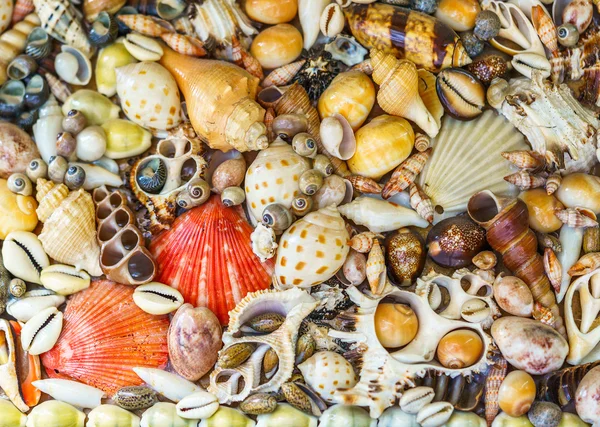 Os Seashells coloridos — Fotografia de Stock