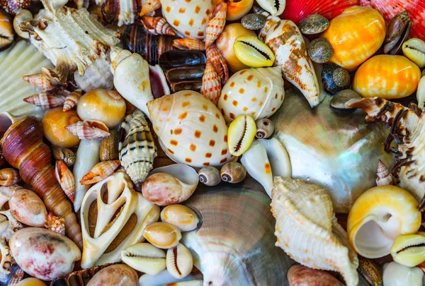 The Colorful Seashells — Stock Photo, Image