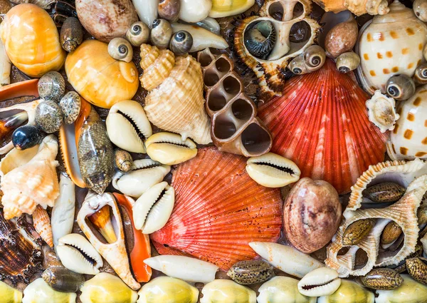 Os Seashells coloridos — Fotografia de Stock