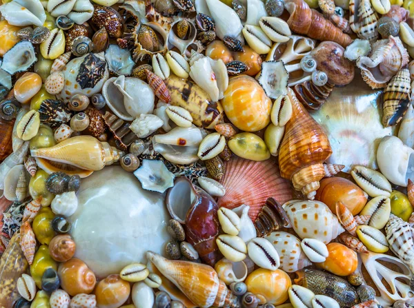 Las conchas marinas coloridas — Foto de Stock