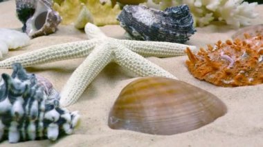 Deniz yıldızı ve deniz kum üzerinde