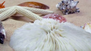 Deniz yıldızı ve deniz kum üzerinde