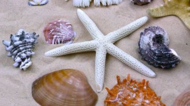 Deniz yıldızı ve deniz kum üzerinde