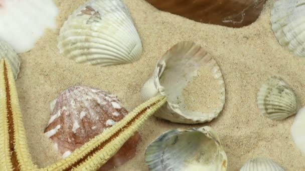 Starfish e conchas na areia — Vídeo de Stock