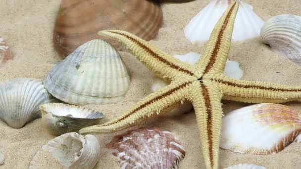 Estrella de mar y conchas marinas sobre arena — Vídeos de Stock