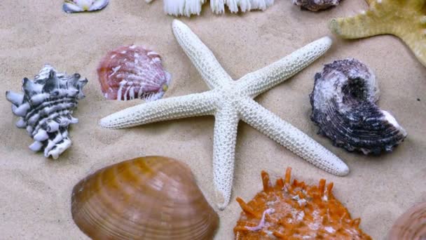 Морские звезды и ракушки на песке — стоковое видео