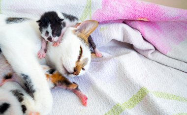 Anne kedi ve 3 gün eski Kitties