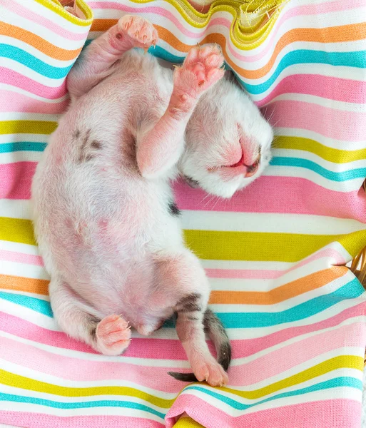 3 dagen oude Kitty in een mandje — Stockfoto