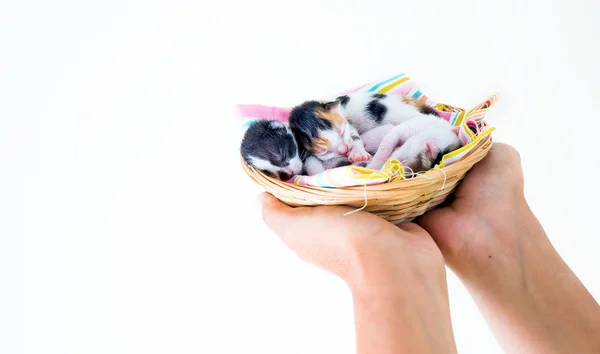 3 Days old Kitty in a Basket — Stock Photo, Image