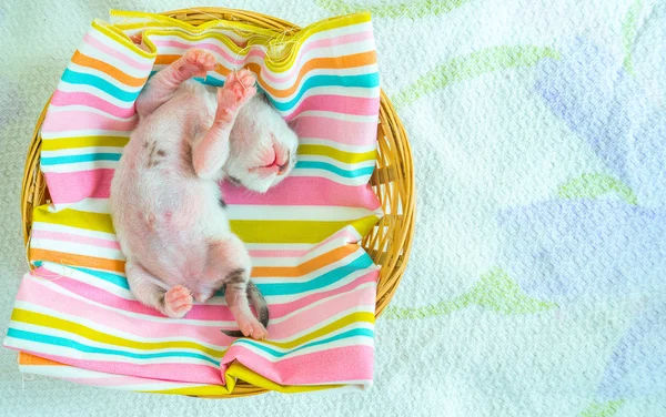3 Days old Kitty in a Basket
