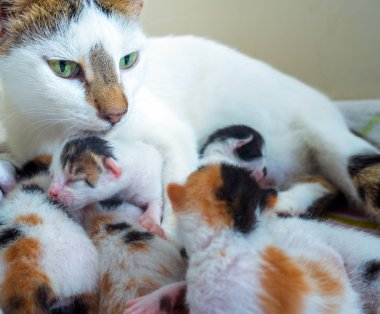 Anne kedi ve 3 gün eski Kitties