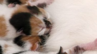 Kitty bebek kediler anneler emzirme