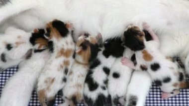 Kitty bebek kediler anneler emzirme