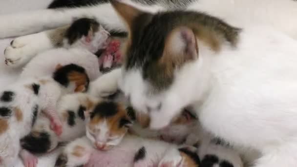 Mamá gato y bebé gatitos — Vídeos de Stock