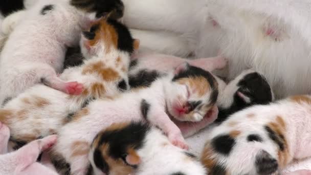 Спящие маленькие сладкие котята — стоковое видео
