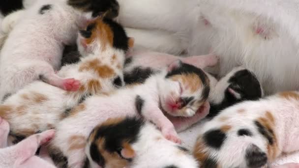 Durmiendo poco dulce gatitos — Vídeo de stock