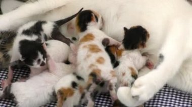 Kitty bebek kediler anneler emzirme