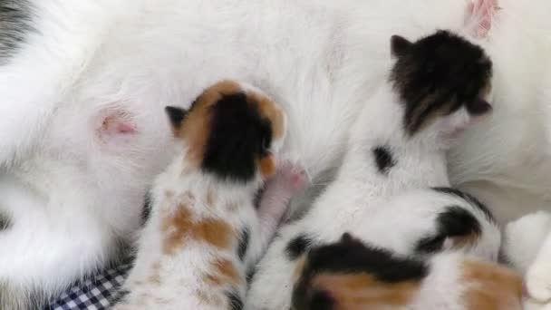 Gatinho bebê gatos alimentando a partir de mães peito — Vídeo de Stock