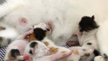Kitty bebek kediler anneler emzirme