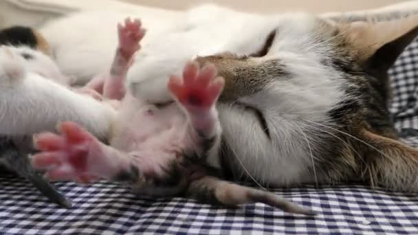 Μαμά γάτα και τα γατάκια το μωρό — Αρχείο Βίντεο