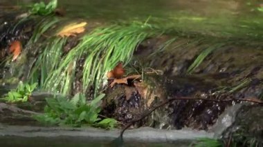 Vahşi Doğada Şelale  