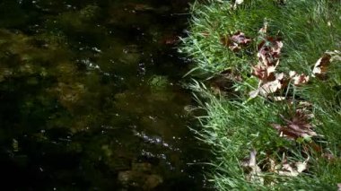 Vahşi Doğada Şelale  