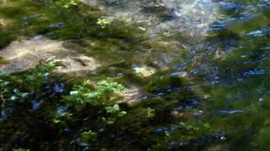 Vahşi Doğada Şelale  