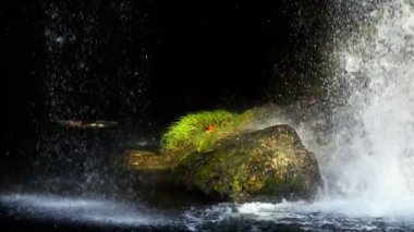 Vahşi Doğada Şelale  