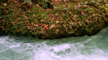 Vahşi Doğada Şelale  