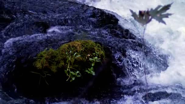 野生の自然滝 — ストック動画