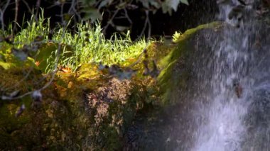 Vahşi Doğada Şelale  