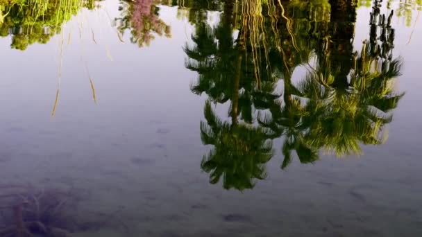 Drzewo Refleksja Nad Jeziorem Woda — Wideo stockowe