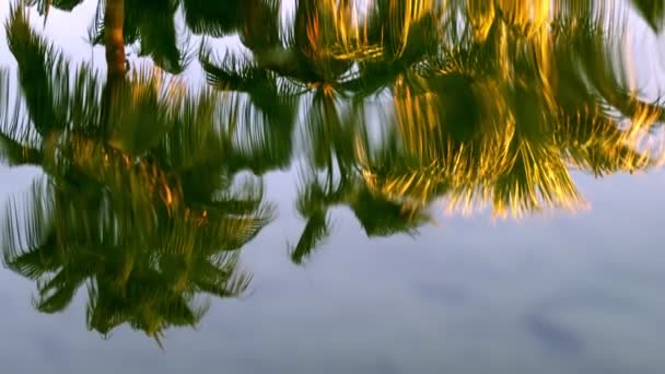Reflexão Árvore Água Lago — Vídeo de Stock