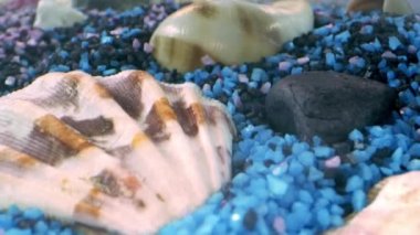 Renkli kumda kurumuş deniz kabukları. 