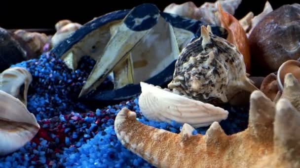 彩色沙滩上的干燥海贝壳 — 图库视频影像