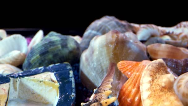 Сушені Морські Мушлі Кольоровому Піску — стокове відео